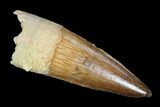Real Spinosaurus Tooth - Nice Tooth #96518-1